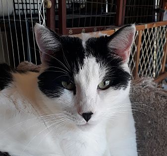 turbo scratcher petsmart