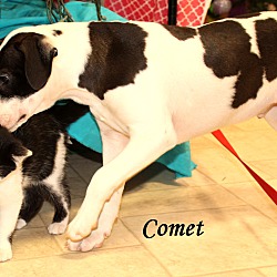 Thumbnail photo of Comet~adopted! #2
