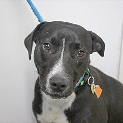 Photo of Payton (Pepper)