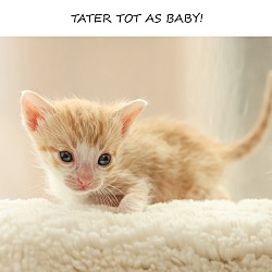 Thumbnail photo of TATER TOT #4