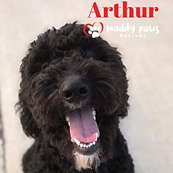 Photo of Arthur