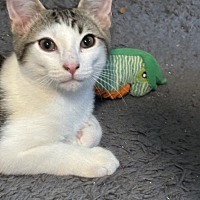 adopt a pet