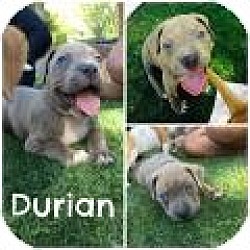 Photo of DURIAN