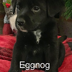 Photo of Eggnog