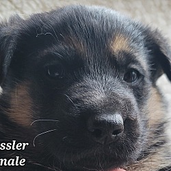 Photo of Ressler pending adoption