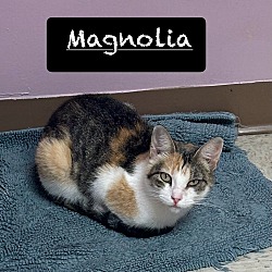 Thumbnail photo of Magnolia #1