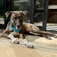 adopt a pet