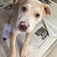 adopt a pet