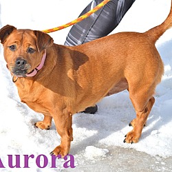 Thumbnail photo of Aurora #2