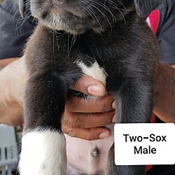 Photo of Two-Sox