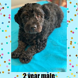 Photo of CRACKERS 1 1/2 YEAR POODLE MIX