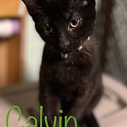 Photo of Calvin