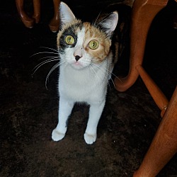Photo of Mochi