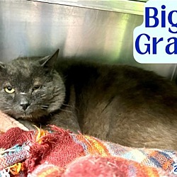 Thumbnail photo of Big Gray - $55 Adoption Fee Special #2