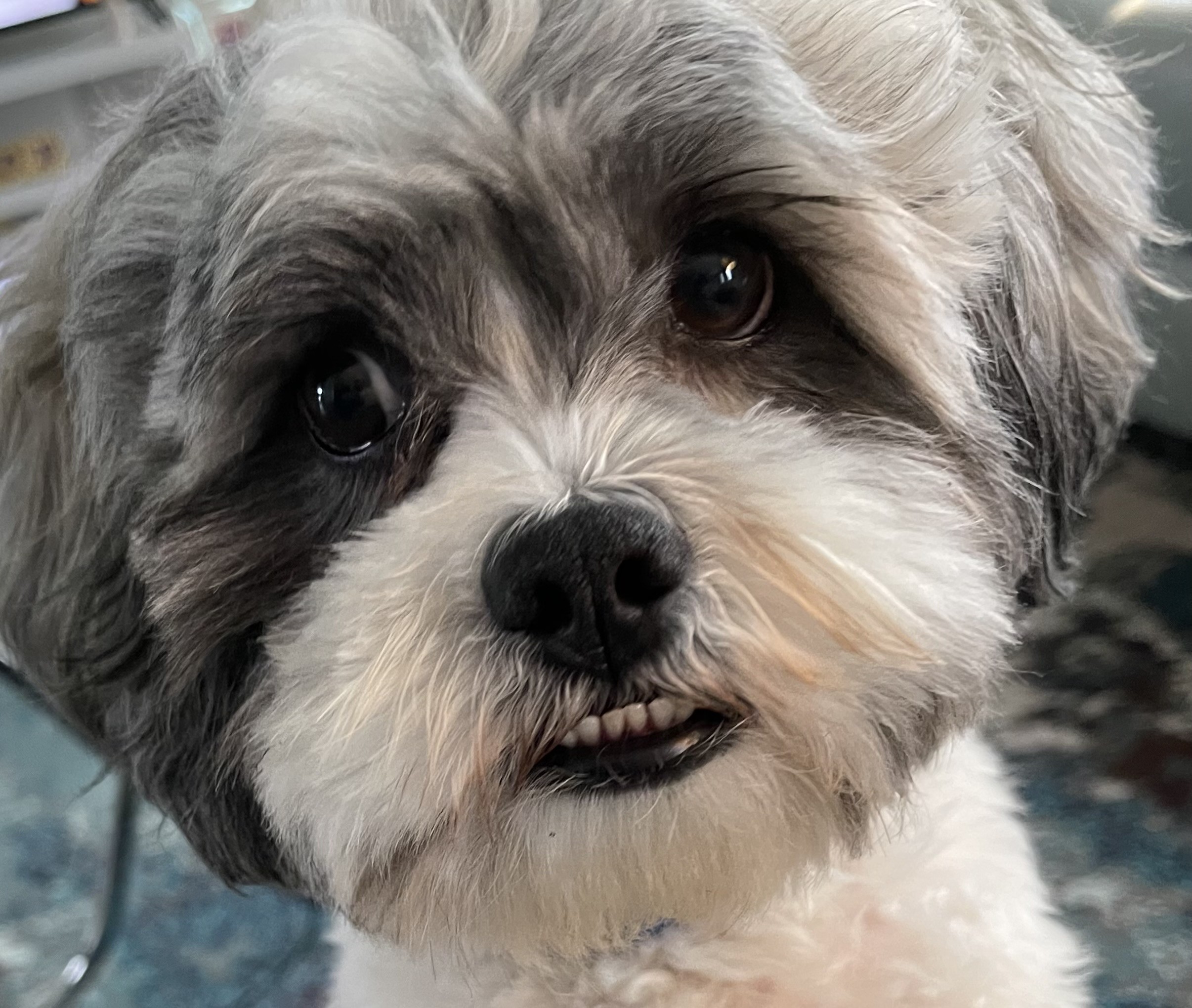 Adopt Captain Wigglesworth a Black - with Gray or Silver Shih Tzu ...