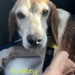 Photo of Dudley *Adopt or Foster *