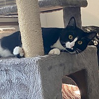 adopt a pet