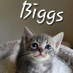 Thumbnail photo of Biggs #4