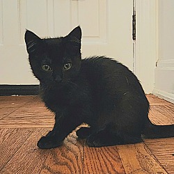 Thumbnail photo of Felicia -Freek a Litter #3