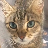 adopt-pet