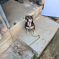 adopt a pet