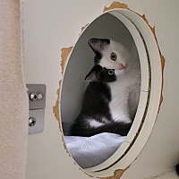 adopt a pet