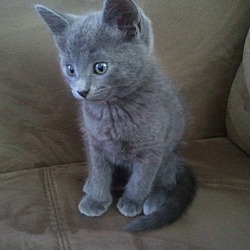 Photo of Russian Blue