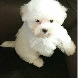 Photo of Maltese puppy