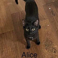 Photo of Alice