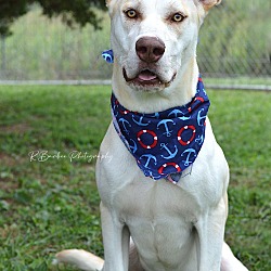 Photo of Jax - Adoptable