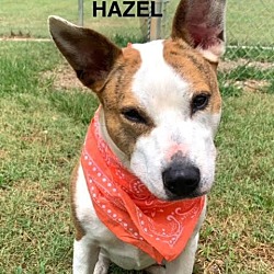 Thumbnail photo of Hazel #4