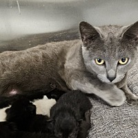 adopt a pet