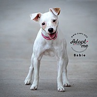 adopt a pet