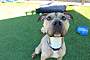 ANCHOR - American Pit Bull Terrier available for adoption