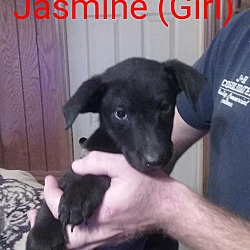 Thumbnail photo of JASMINE #1