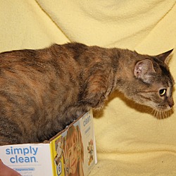 Thumbnail photo of Peggy Sue (Spayed) #3