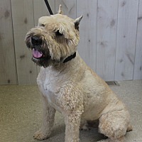 pets & pals animal shelter