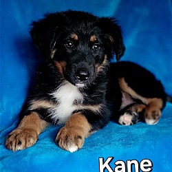 Thumbnail photo of Kane #1
