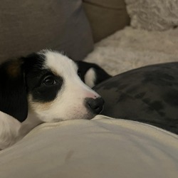Photo of April Pup: Dorothy