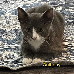 Thumbnail photo of Anthony #2