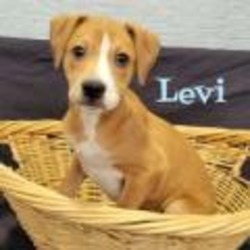 Thumbnail photo of Levi #2