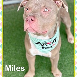 Thumbnail photo of MILES #3