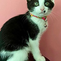 Adopt A Pet :: Blaney - Leonardtown, MD