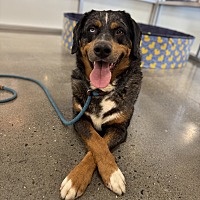 adopt a pet