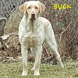 Photo of BUCK