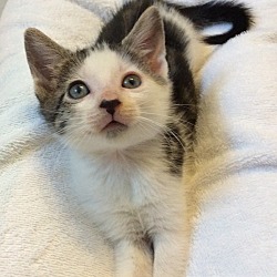 Photo of White & tabby male kitten PPB