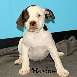 Thumbnail photo of Meadow~adopted! #2