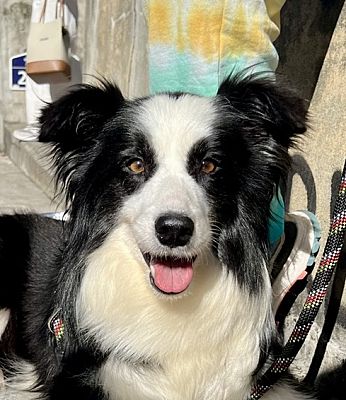 Los Angeles, CA - Border Collie. Meet IN LA!!! Lola a Pet for Adoption ...