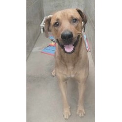 Photo of BUDDY