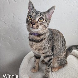 Thumbnail photo of Winnie McWhiskers #1